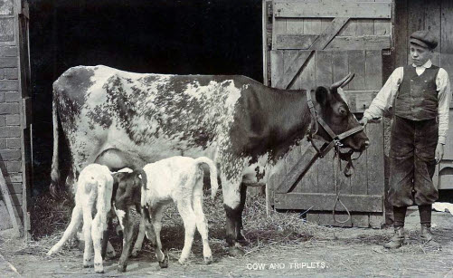 Bennett Brook early 1900s