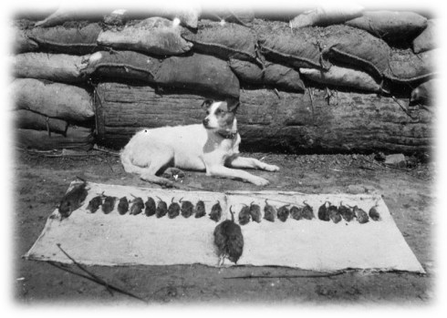 Trench Rats